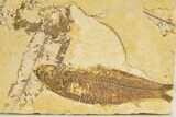 Bargain, Detailed Fossil Fish (Knightia) - Wyoming #340807-1